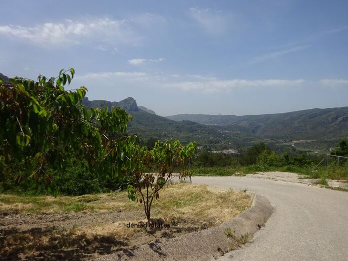 Apadrinar un cerezo, una opción para ayudar a los productores de la Muntanya d’Alacant tras una terrible temporada