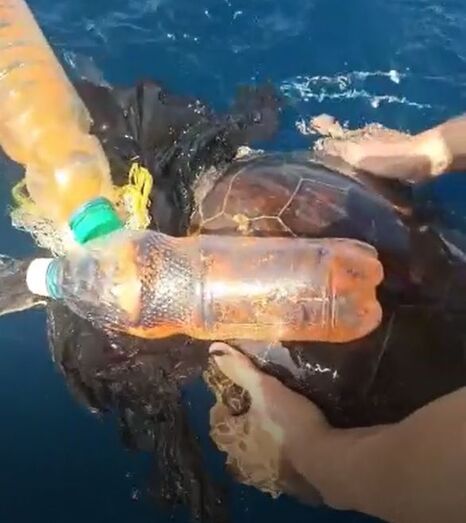 Dos jóvenes de Xàbia rescatan a una tortuga enredada en plásticos y basura