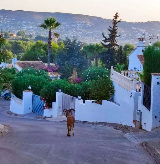 Un arruí por la urbanización Covatelles