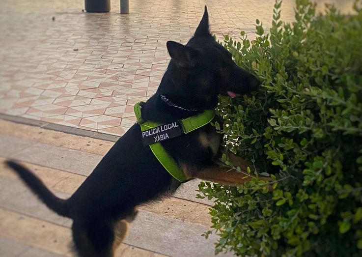 Kosmo, el perro policía de Xàbia, preparado para detectar sustancias químicas