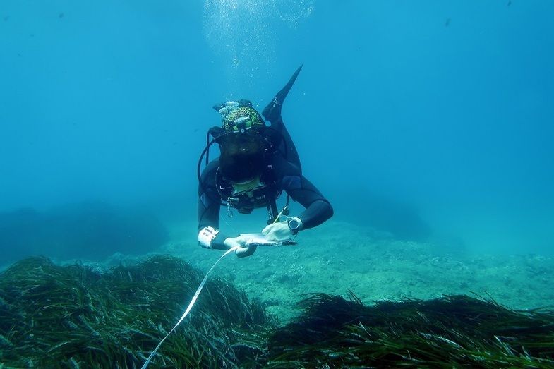 La Diputación y el Instituto de Ecología Litoral concluyen una nueva edición del programa de estudio de la Posidonia oceánica