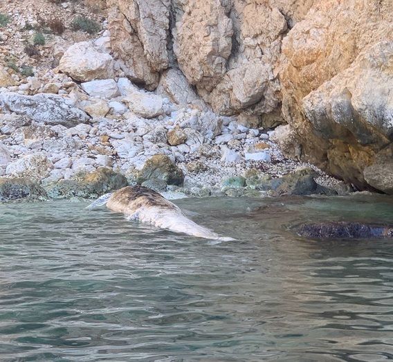 Aparece un cetáceo muerto en la zona de En Caló de Xàbia