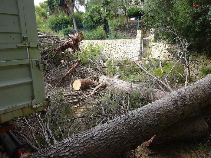 Retiran un árbol caído en la Cuesta de Sant Antoni
