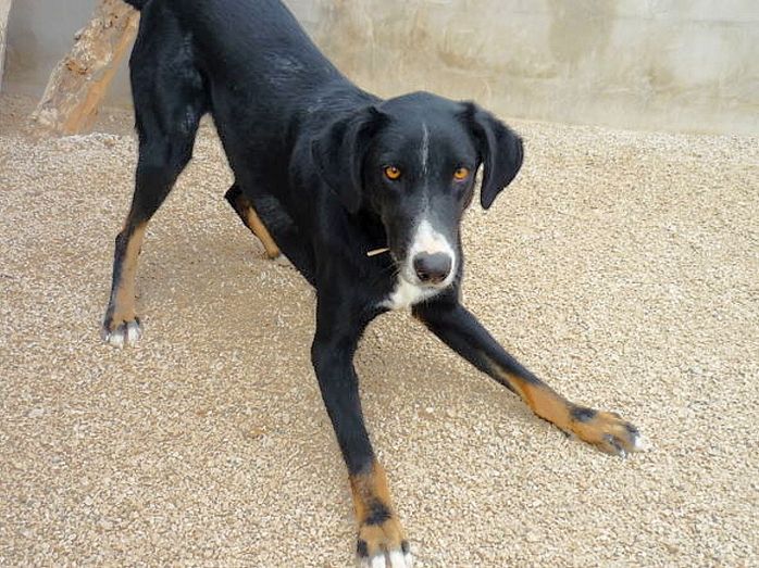 Apasa busca un hogar para Lothar