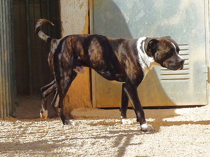 Rossini, un perro que disfruta estando con personas, busca un hogar