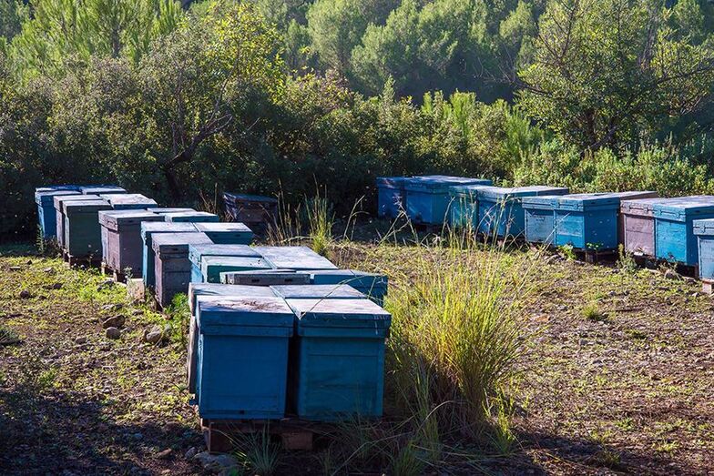 Los apicultores de La Marina se encaminan hacia el futuro de su sector de la mano de Creama