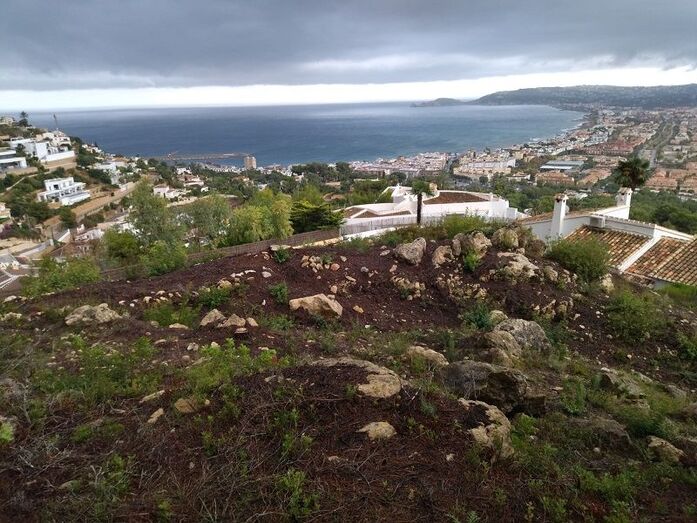 Urbanismo investiga si una tala de pinos en la Corona se ha hecho dentro o fuera del perímetro del parque Natural del Montgó