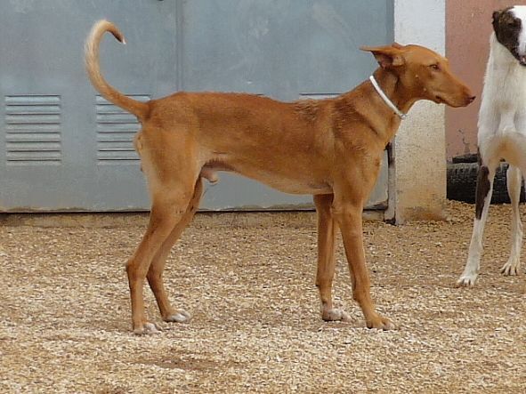 Apasa busca un hogar y una familia para Pinos