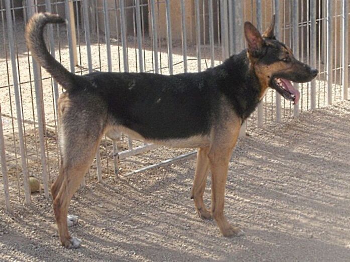 Apasa busca un hogar para el inteligente Rocky