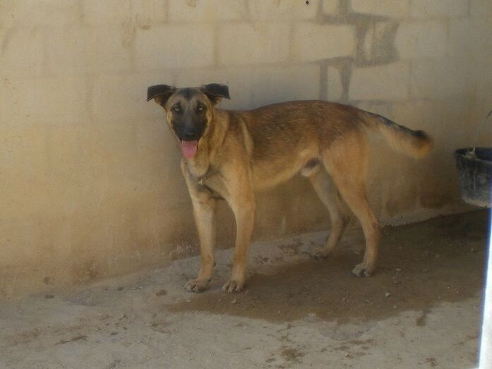 Apasa busca un hogar para Kimbo