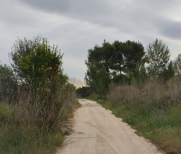 Servicios acondiciona el camí del Cementeri
