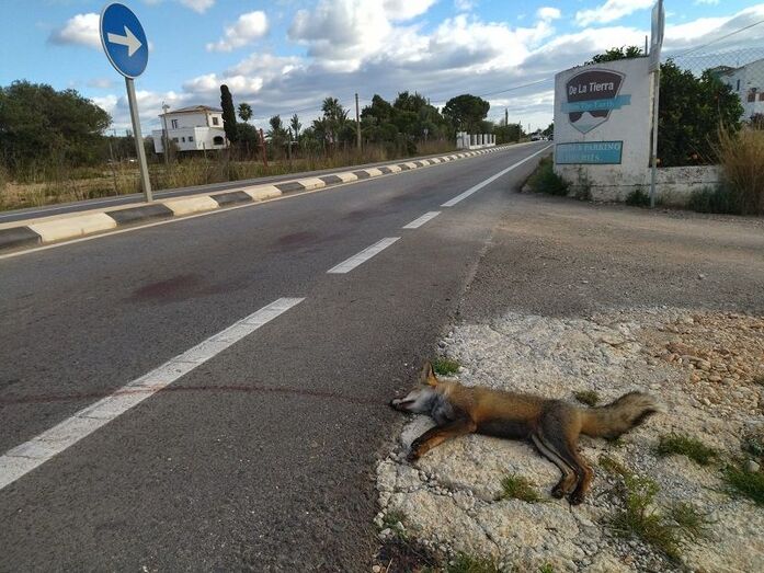 Aparece un zorro muerto en la carretera de Gata